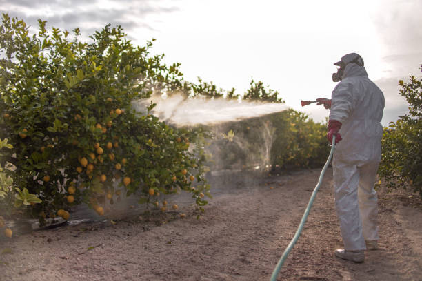 Best Pest Control for Homes  in Beverly Hills, FL