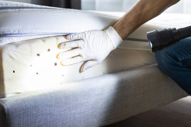 Best Local Pest Control Services  in Beverly Hills, FL