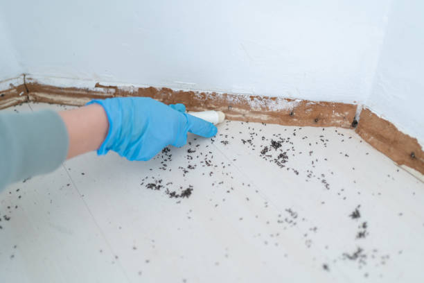 Best Ant Control Services  in Beverly Hills, FL